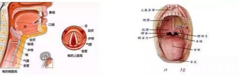 气管插管|真·如鲠在喉!济一2个月小孩嗓子里长了巨大肿瘤