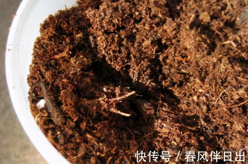 养花|奉劝新人朋友:密封发酵植料,加些它们,养花效果更好!