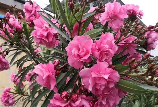 这些花卉室内不能养殖，看看你们家里有没有他的踪迹