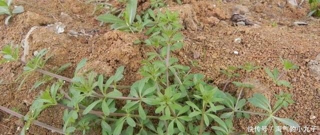 珍贵|农村这种野草,到处可见,殊不知是治癌良药,价值珍贵,请您识别