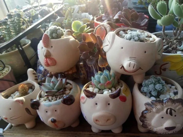 送瘟神,洒庭院,赏多肉,合家团聚话将来!