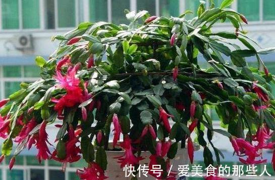 蟹爪兰叶子发软,没精神,再不此样做,只怕冬季难开花,快瞧瞧吧