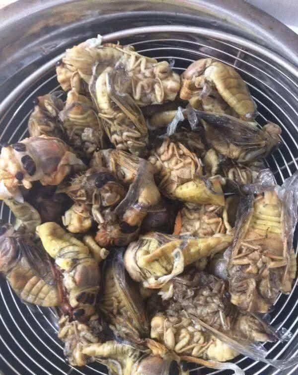 好吃|继皮皮虾后,又一“宵夜霸主”产生了,网友虽长得丑但却好吃