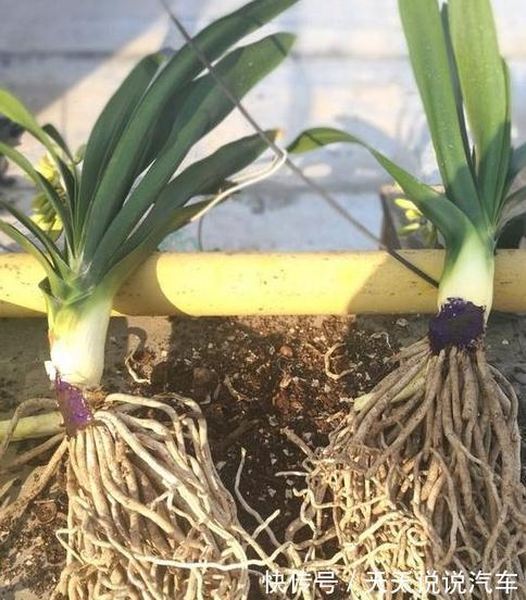 君子兰换盆做好5点,服盆快不烂根