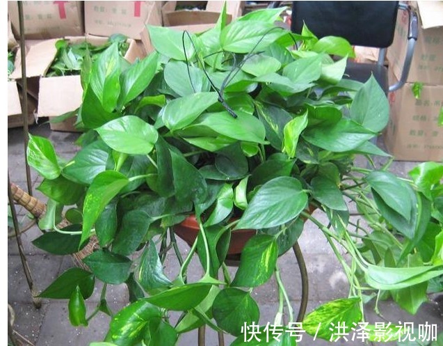 浇花|浇花时加上以下残渣，盆栽叶绿花艳长爆盆，一个很简单方法就实行