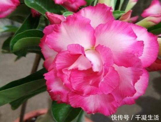 新手|7月就养3种花，耐热又耐旱，懒人新手都能养得好，开花不断