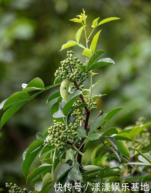 4种树“自带体香”,家有小院养一棵,很好闻