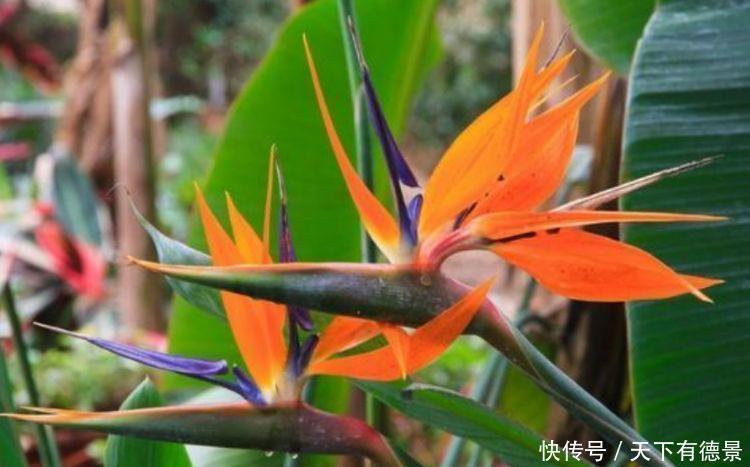 对待新手,不闻不问,开成小花园,美翻一大片