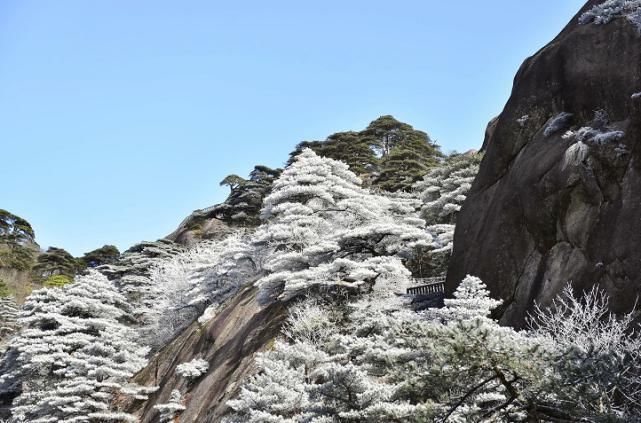 老年|黄山风景区又双叒叕降雪啦！绝美雾凇不容错过