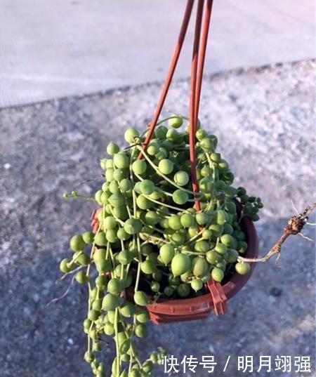 4种小小的多肉居然能养出瀑布效果,怎么做到的?今天就来学一学