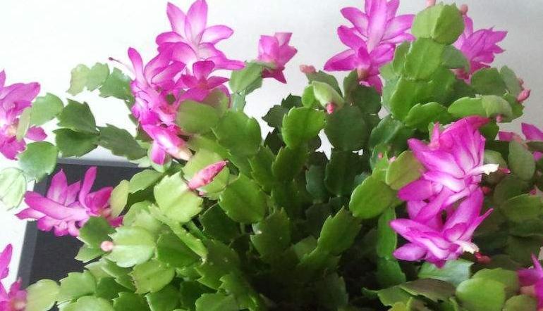 养花配土有讲究,3种花配土此样做,枝叶茂盛开花量大