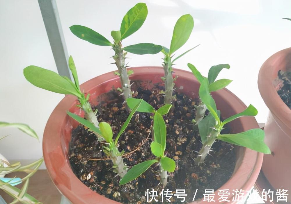 适合10月扦插的“5种花”,喜欢不要花钱买,几根枝条就能插一盆