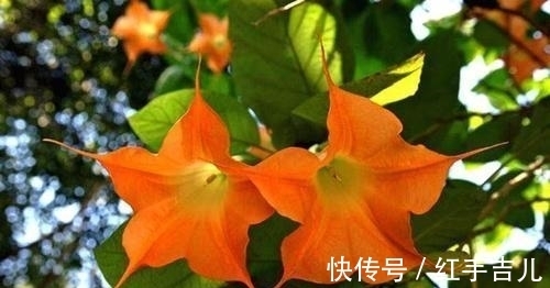 这花盛开时太妖娆,样子太美了,但毒性大离远点错不了