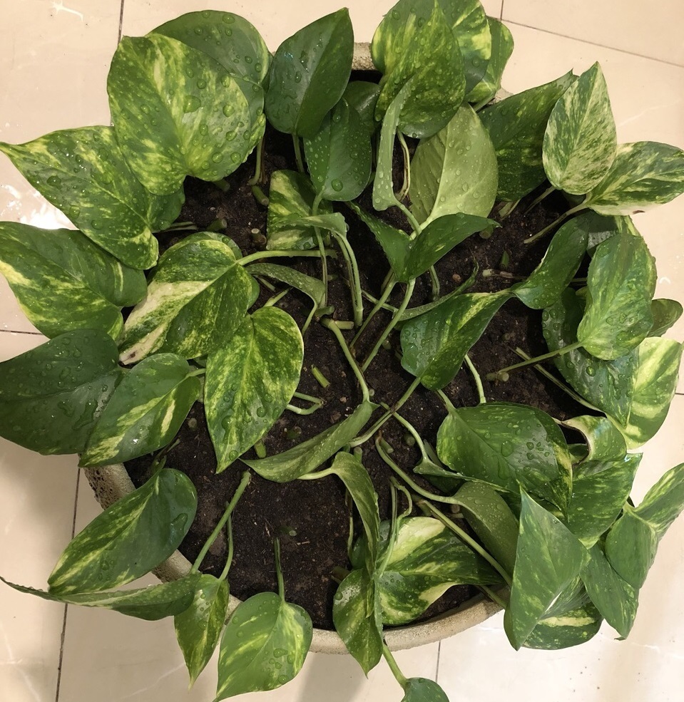 邻居养绿萝，只浇1种水，养3个月，新芽嗖嗖冒，爆盆了！