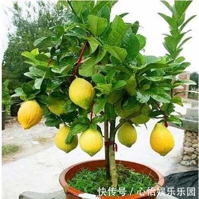 修剪|绿萝吊兰别养了,此种盆栽养1棵,家里细菌少一半,能开花结果