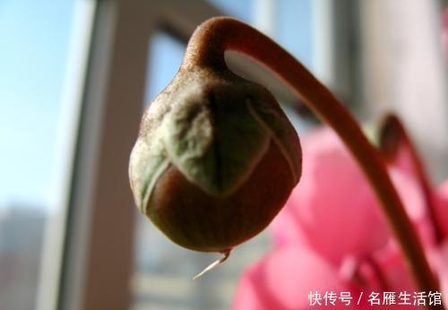 能长|仙客来花谢后就扔了?实在太可惜,处理一下明年还能长出满盆花!