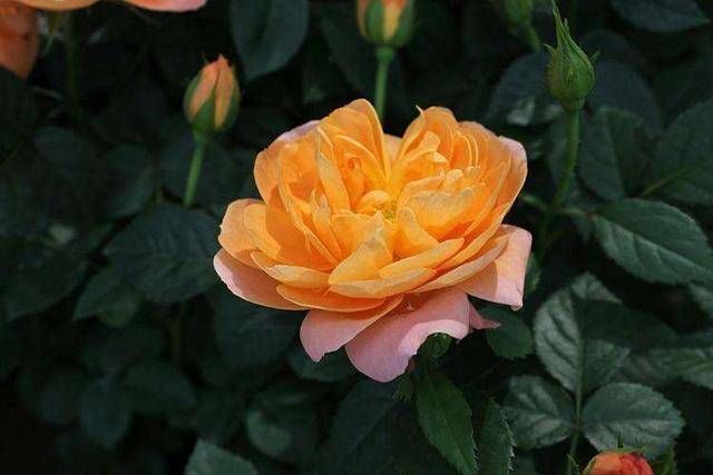 又美又香的月季花，还没入手太亏了，花期可是几百天