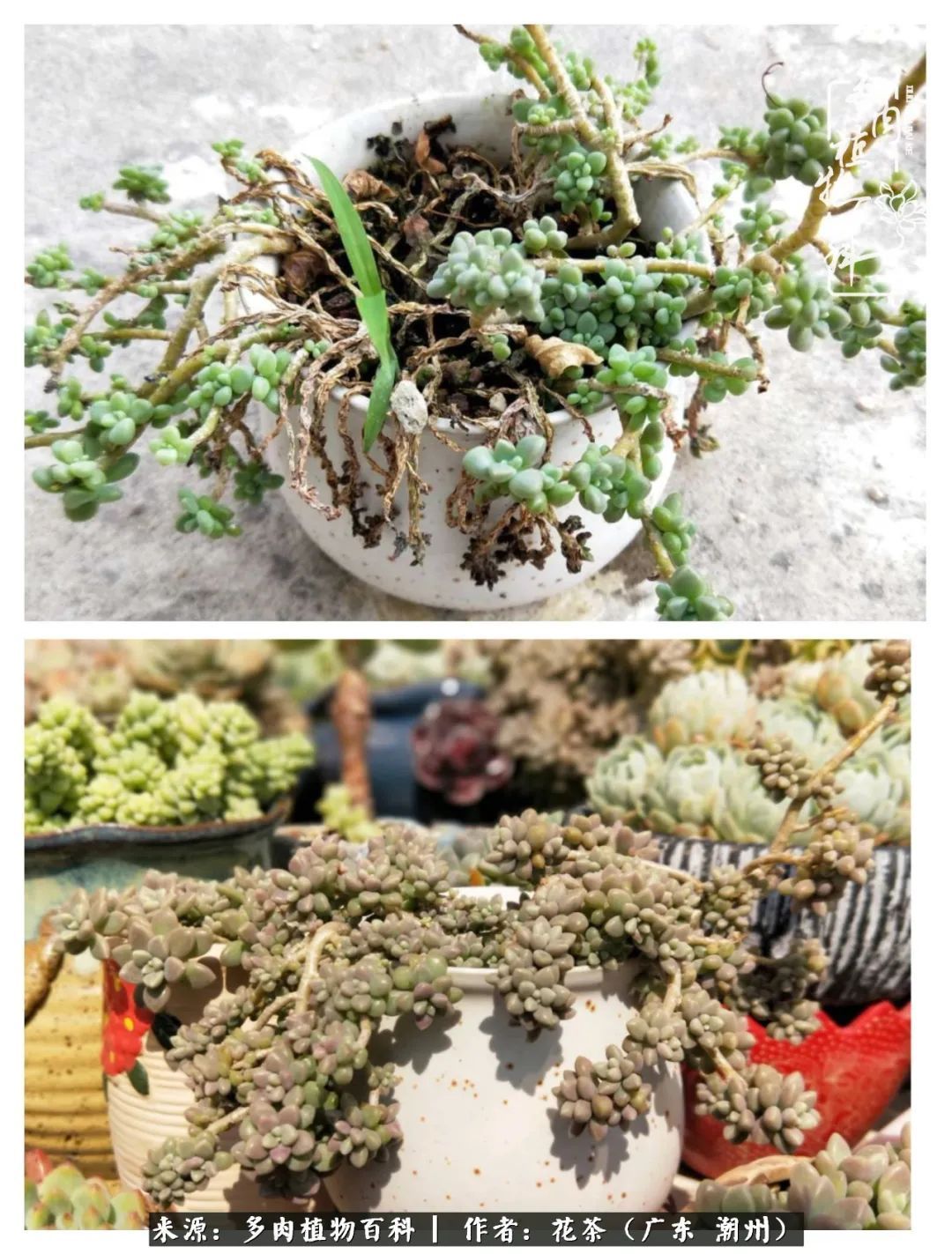 放松心情，静享愉悦，阳光下的多肉是最美的！