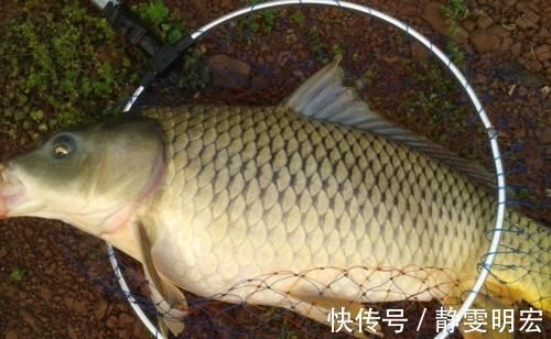 天然的钓饵“添加剂”,鲫鱼喜欢吃,鲤鱼抢着吃,你用过吗?