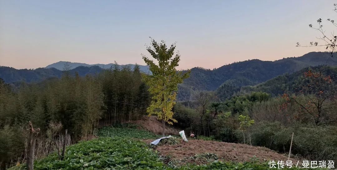 不讲武德！这个小庭院占了半个山头，院子大不说还集齐了各种果树