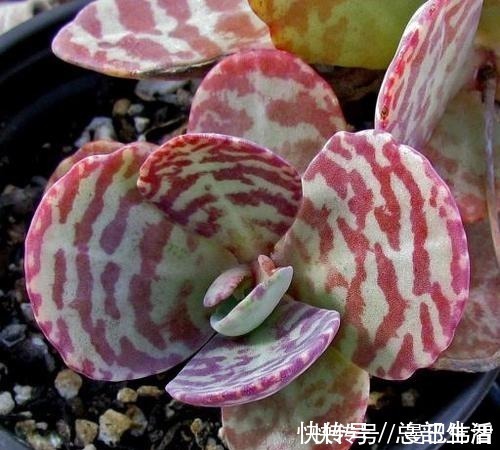 10款紫色系多肉,每一款都浪漫好养,养一盆“紫气东来”!