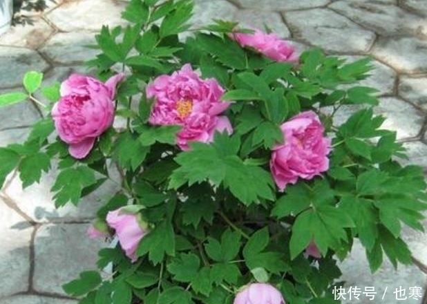 养花就养4种花,好养易活花量大,养上一盆四季欣赏,一养就上瘾