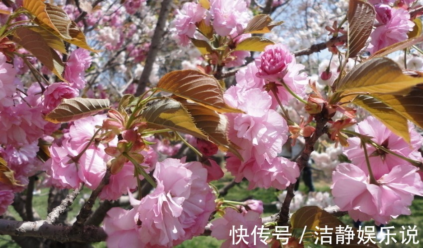 三生肖|最孝顺的三生肖，在外总是对父母报喜不报忧，再苦再累也要自己扛