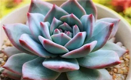 她养的多肉很奇怪,长不大,反而越养越小,你知道怎么回事吗