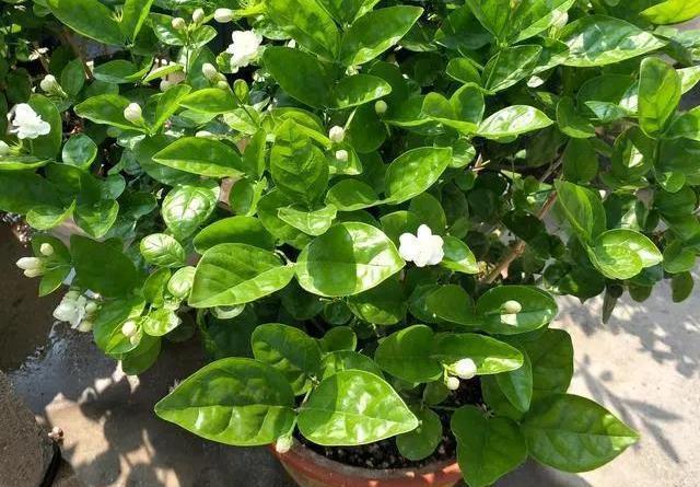 花期|茉莉花的修剪工作分成3个阶段，掌握好修剪技巧，花开满枝头