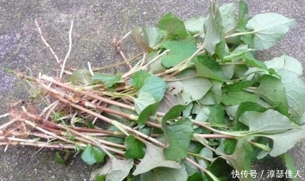 这3种农村野菜营养丰富,外形奇特,最后1种没多少人吃过