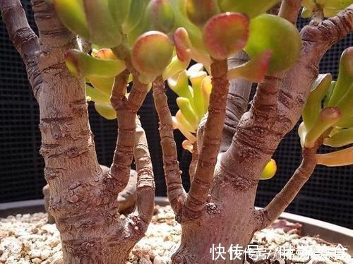 观赏价值高又好养的盆栽多肉植物,太阳一晒就变颜色