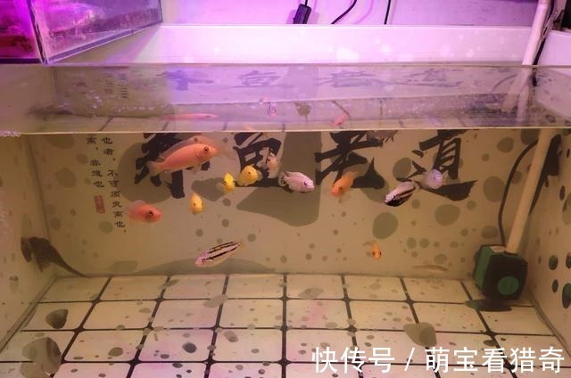 新年第一天,三条地图鱼直接拜拜救不回来了,原因在哪里