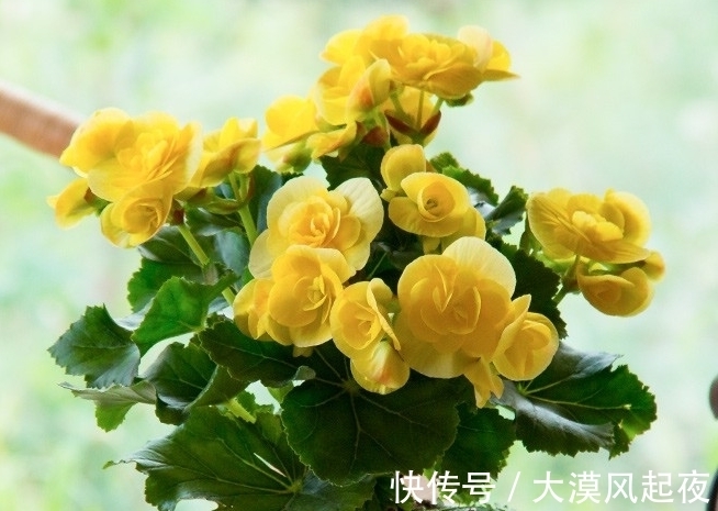 花开爆盆喜庆吉祥,新年新气象,好运连连