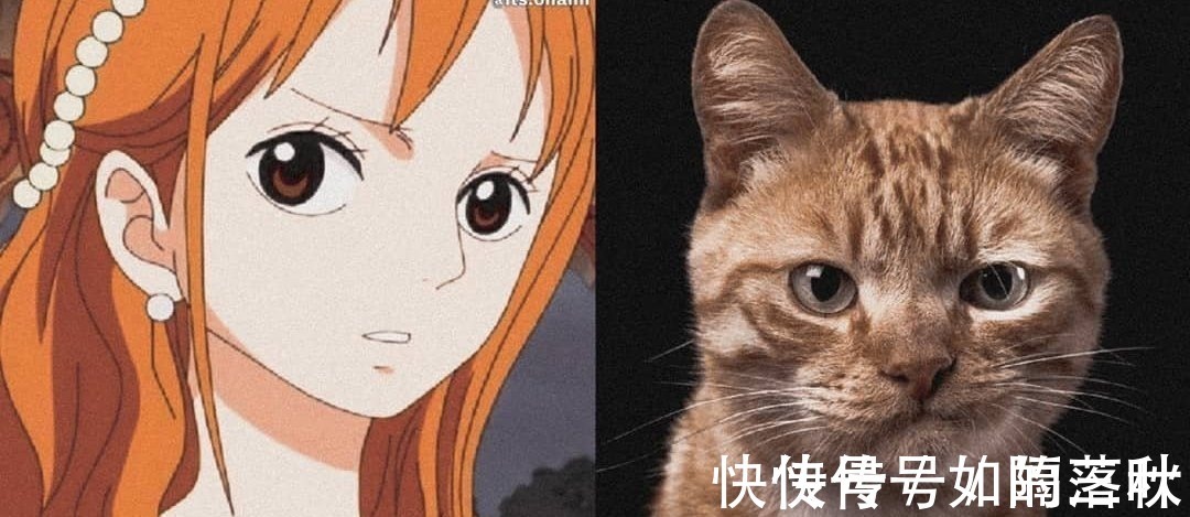 橘猫|海贼王当娜美和橘喵神同步,你更喜欢谁小贼猫才是众人所爱