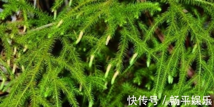 风湿|俗语“筋长一寸，寿延十年”，农村这种野草，是老大夫的宝贝