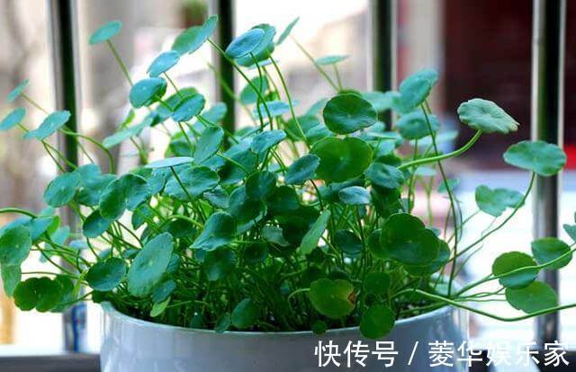 花苞|这3种花“开花”不是好事,见到花苞立马剪掉,不然越来越丑