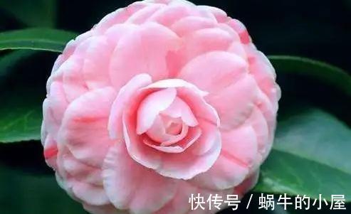 花期|盆栽茶花老是养不好,选择品种有技巧,试试以下经典的茶花品种