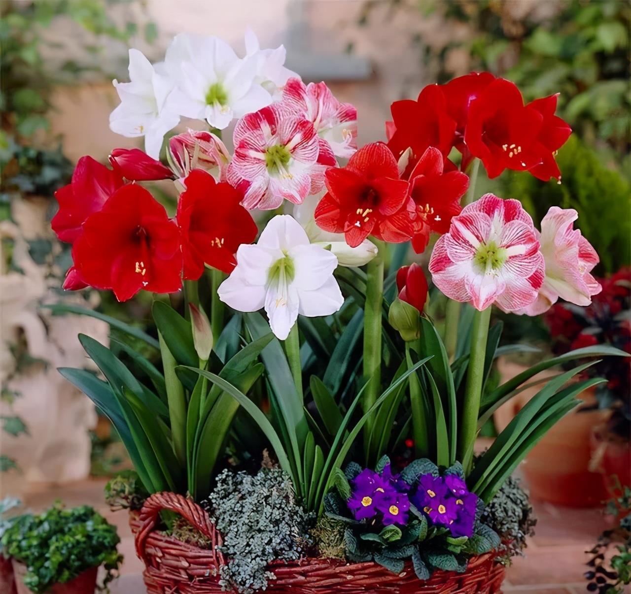 朱顶红开花矮矬子？动手剥开皮，冒出一圈大红花