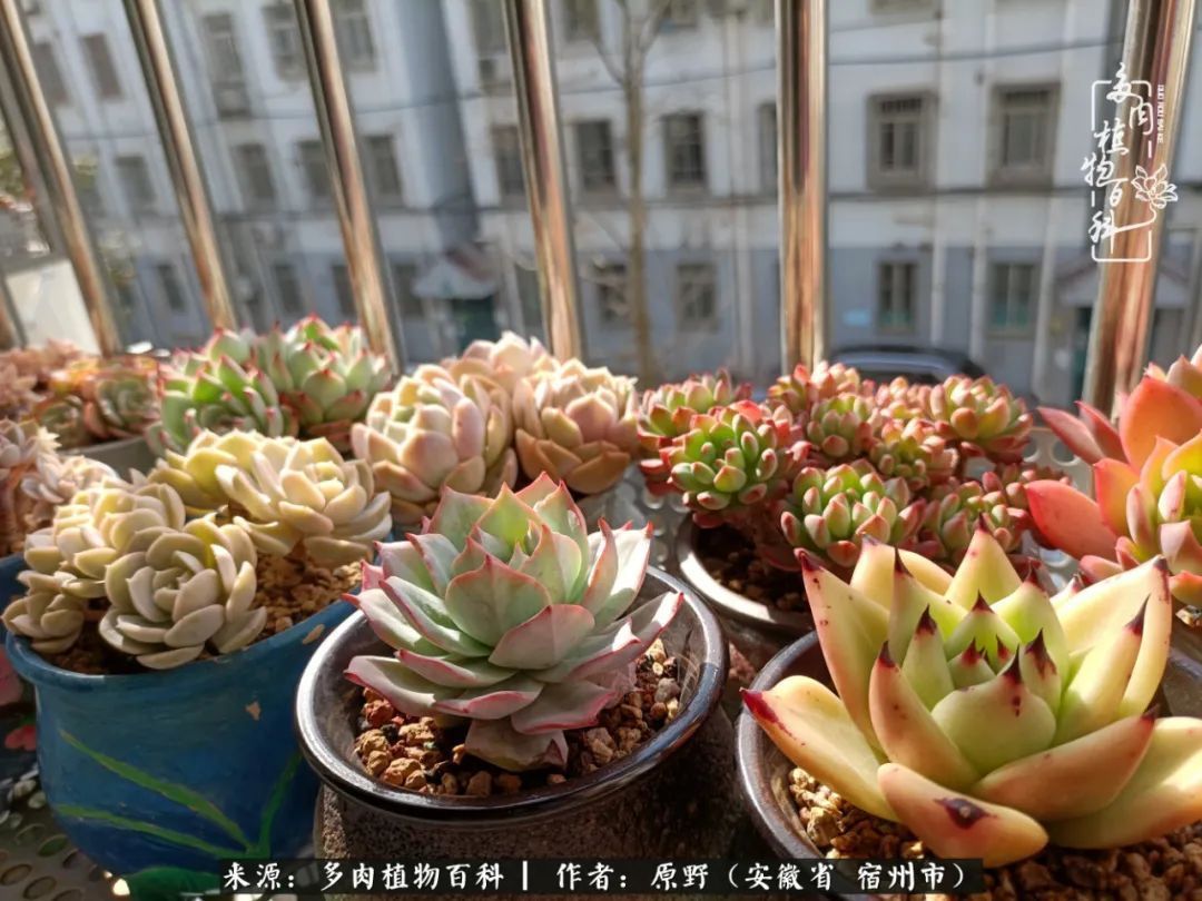 揭秘那些干净又温暖的多肉照片从哪里来