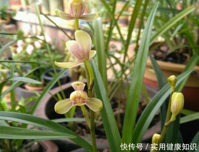 养兰花用什么肥我推荐这3种“肥水”,浇一浇,长得旺,花苞多!