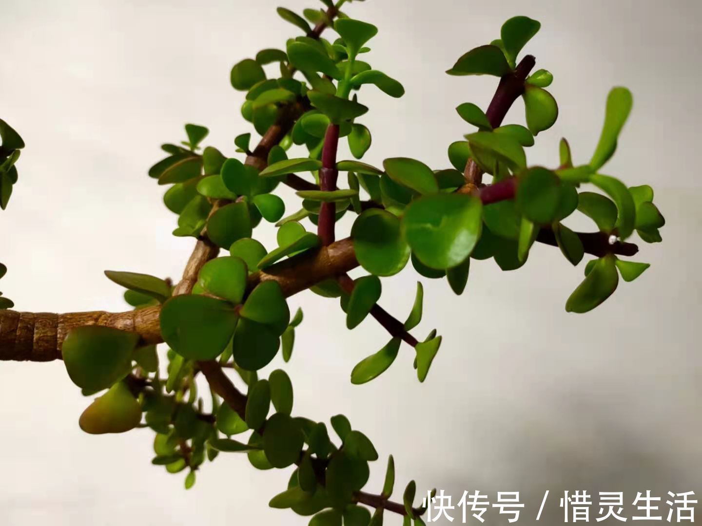 养护金枝玉叶，掌握2个小技巧，叶片翠绿，枝干粗壮