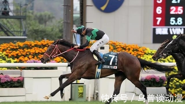 冠军|聚星马粮快讯:育马者杯冠军“唯独爱你”挑战3000万奖金香港杯