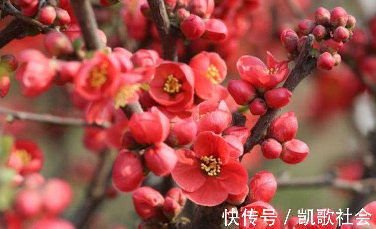 聪明人都养“4种花”,花香四溢,开花旺,有种初恋的感觉!