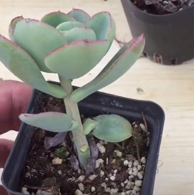 翻倍|徒长的多肉植物是个宝,别嫌弃,用上3个小方法,身价翻倍