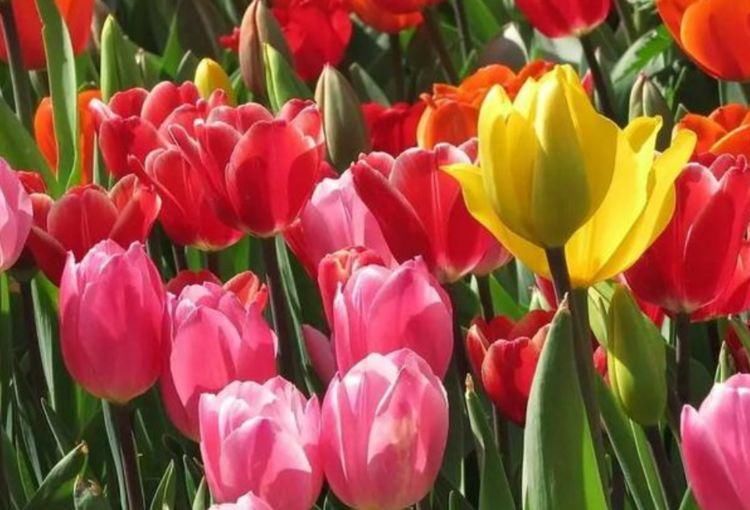 观赏价值|此4种花，四季开花不断，不仅花好看，名字也好听，人见人爱