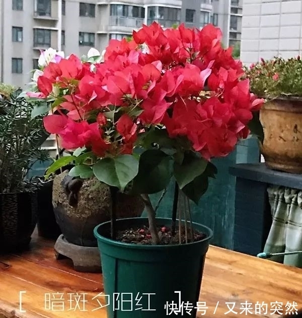 越冬|家里有这花,露养断水2个月,安全越冬50盆