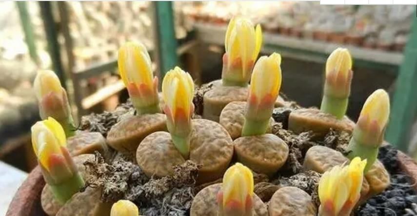 3种花养家里,旺运又旺财,聪明人都在养,你家有吗