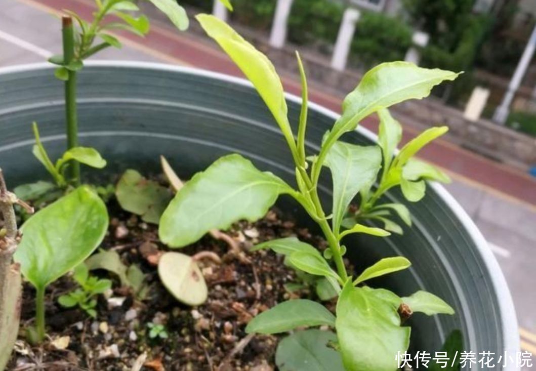 修剪|立秋了,扦插5种花,生根快,容易成活