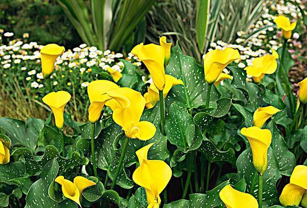 喝水|7种花,夏天太能“喝水”,一天浇一遍,10天爆满花