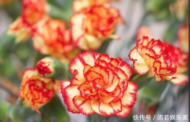 花花|这种花常被低估,一不小心开半年,送人也有面